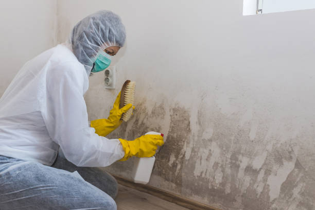 Best Attic Mold Remediation in Cody, WY