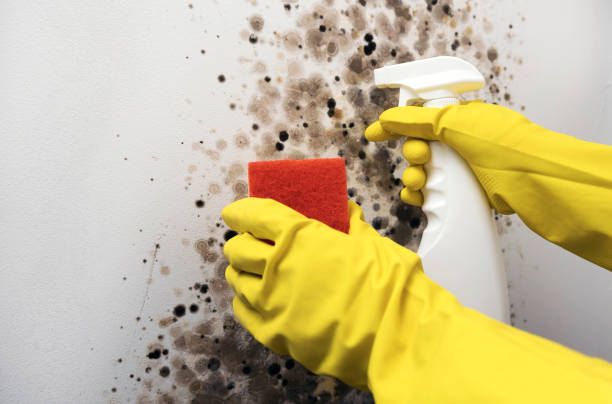 Best Mold Remediation for Specific Building Types in Cody, WY